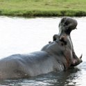 BWA NW Chobe 2016DEC04 River 085 : 2016, 2016 - African Adventures, Africa, Botswana, Chobe River, Date, December, Month, Northwest, Places, Southern, Trips, Year